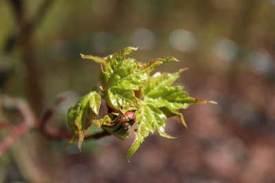 Acer micranthum - javor malokvětý - jarní pučení (62)